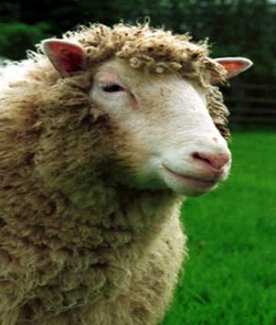dolly  the most famous sheep